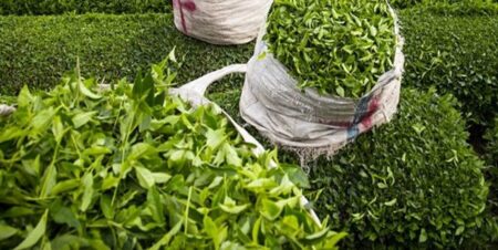 واردات چای وابسته به خرید محصول داخلی است