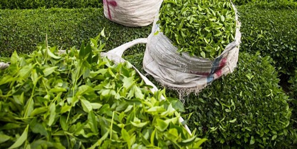 واردات چای وابسته به خرید محصول داخلی است