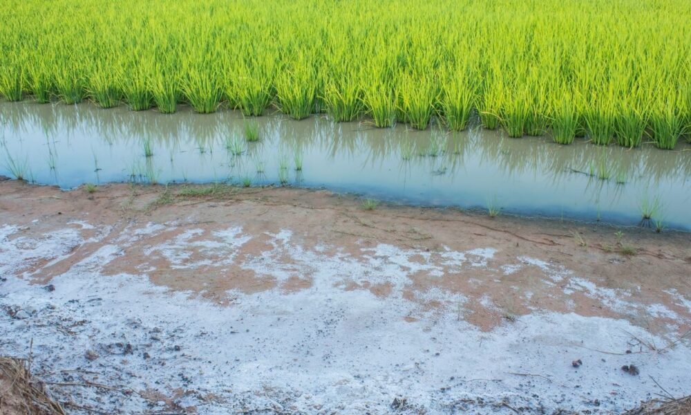 بحران شوری خاک؛ تهدیدی پنهان برای تنوع زیستی