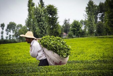 برداشت بیش از ۴۱ هزار تن برگ سبز چای بهاره / پرداخت ۱۶۲ میلیارد تومان به باغداران چای