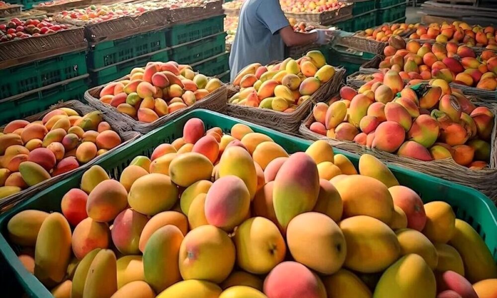 آغاز مجدد واردات انبه از ۱۰ خرداد