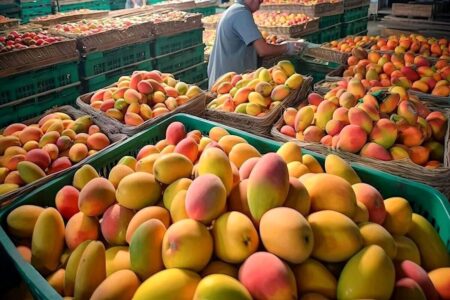 آغاز مجدد واردات انبه از ۱۰ خرداد