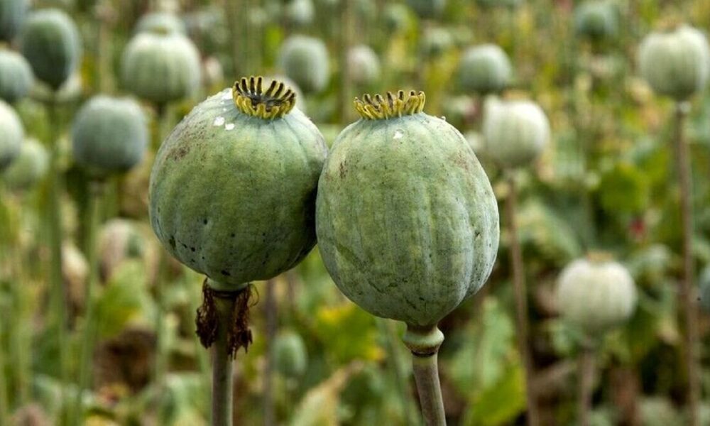 هشدار وزارت بهداشت؛ شربت تریاک غیرقانونی در عطاری‌ها کشف شد