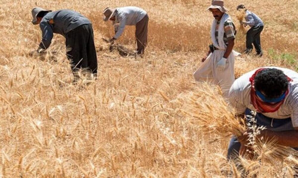 پرداخت ۱۴.۸ هزار میلیارد تومان از پول گندمکاران کشور/ برداشت بیش از یک میلیون هکتار گندم