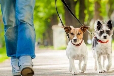 ممنوعیت سگ‌گردانی در این شهر؛ مجازات و توقیف خودروها در راه است