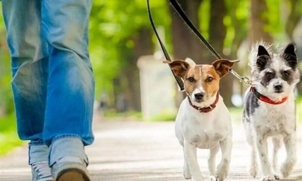 دوباره سگ‌گردانی زیر ذره‌بین مجلس؛ این بار ممنوعیت قطعی می‌شود؟