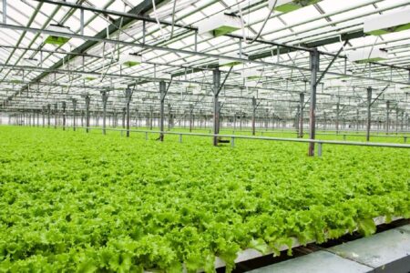 کشت سبزیجات گلخانه‌ای؛ راهبردی نوین برای امنیت غذایی و توسعه صادرات