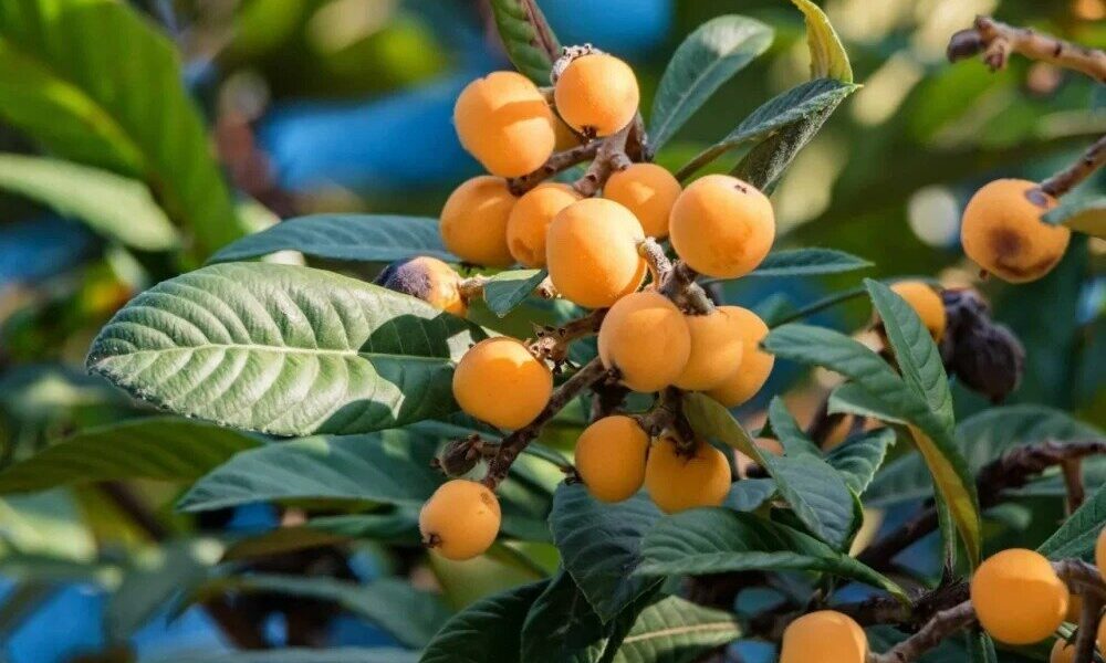 برای تقویت ایمنی بدن و سلامت گوارش از مصرف این میوه غافل نشوید!