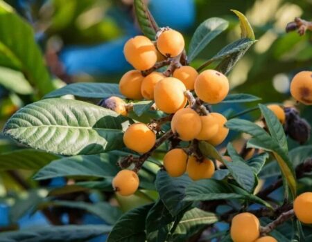 برای تقویت ایمنی بدن و سلامت گوارش از مصرف این میوه غافل نشوید!