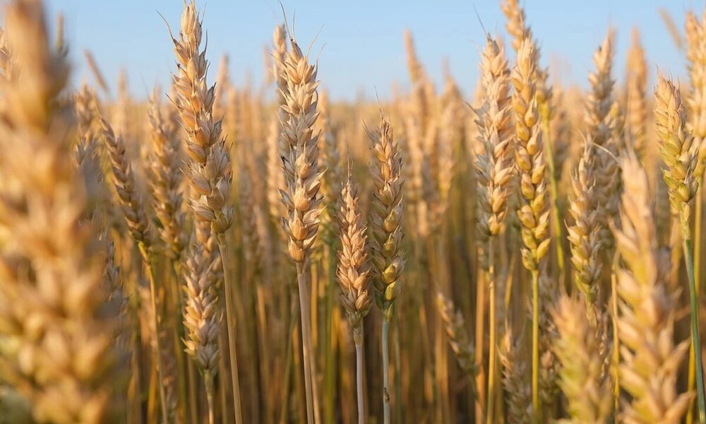 گندم فقط برای خودکفایی کافی است / مطالبات گندم‌کاران سریع پرداخت شود