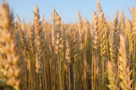 گندم فقط برای خودکفایی کافی است / مطالبات گندم‌کاران سریع پرداخت شود