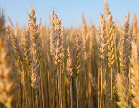 گندم فقط برای خودکفایی کافی است / مطالبات گندم‌کاران سریع پرداخت شود