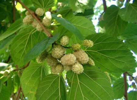 خوردن این میوه برابر است با یک داروی ضدافسردگی!