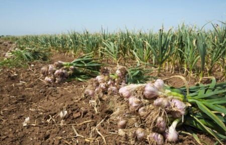 سیر ایران، طلای سفید کشاورزی با عطر و طعم جهانی