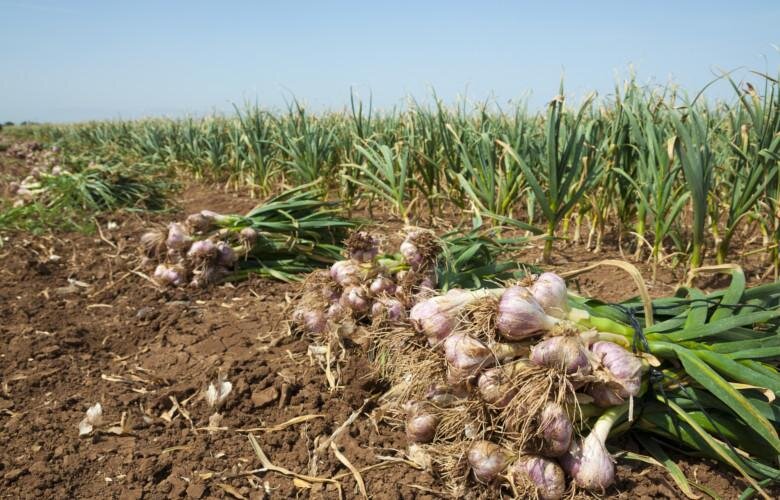 سیر ایران، طلای سفید کشاورزی با عطر و طعم جهانی