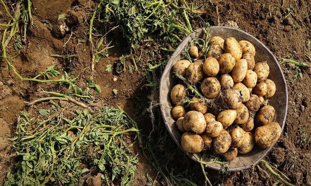 کاهش قیمت سیب‌زمینی و پیاز در هفته‌های اخیر / ۲۲۰ هزار تن کلزا از مزارع کشور خریداری شد