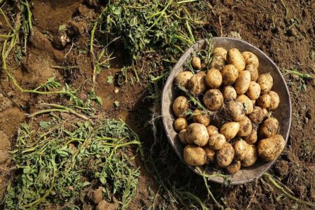 کاهش قیمت سیب‌زمینی و پیاز در هفته‌های اخیر / ۲۲۰ هزار تن کلزا از مزارع کشور خریداری شد
