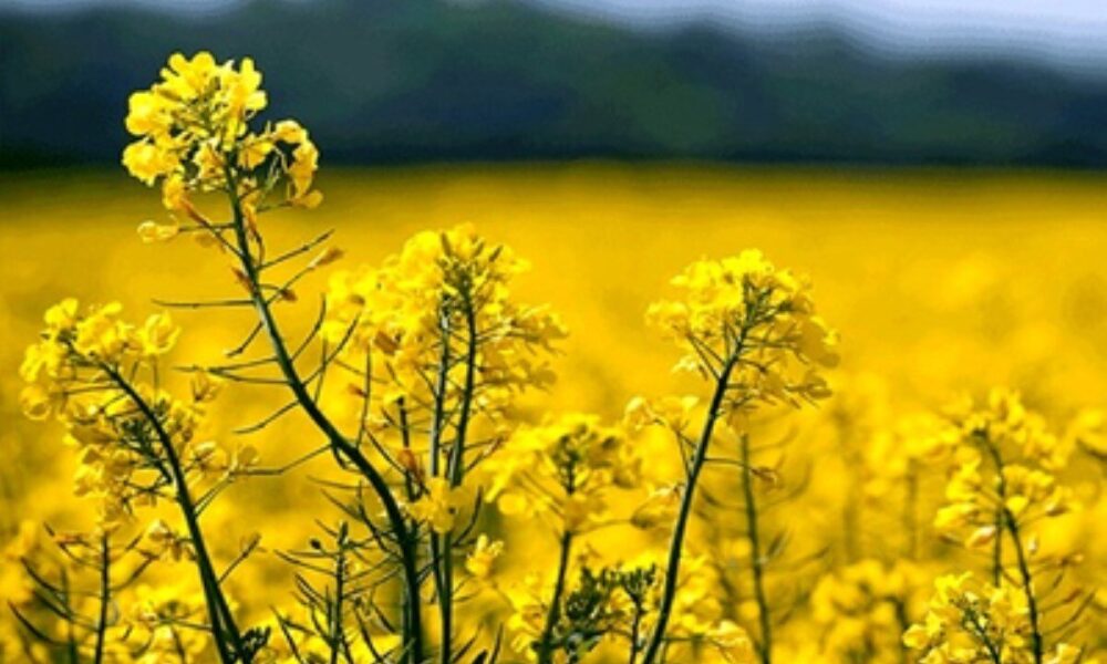 کشت کلزا باید برای کشاوزان صرفه اقتصادی داشته باشد