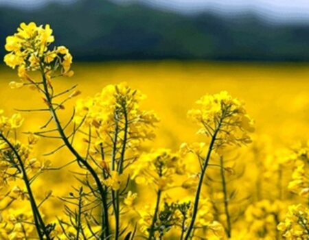 کشت کلزا باید برای کشاوزان صرفه اقتصادی داشته باشد