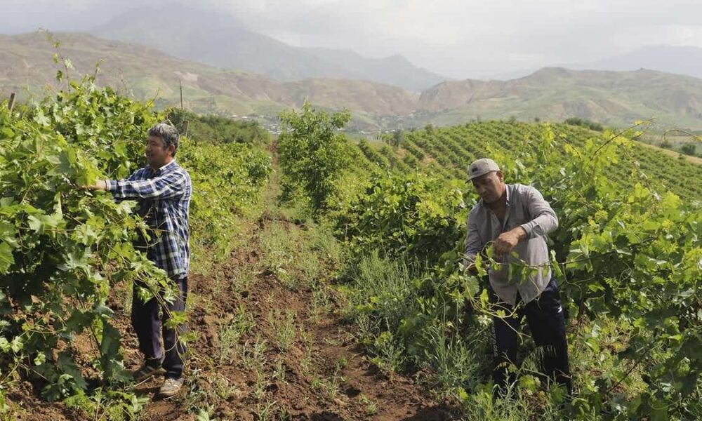فائو چهار نظام میراث کشاورزی مهم جهانی ثبت کرد/ ایران رتبه چهارم دنیا در ثبت جیاس