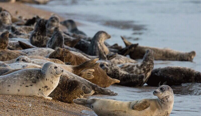لاشه‌های فوک به مازندران رسید؛ زنگ خطر برای تنها بازمانده خزر به صدا درآمد