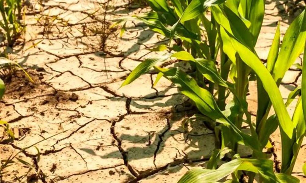 اجرای کامل الگوی کشت و اصلاحات کشاورزی برای عبور از بحران آب