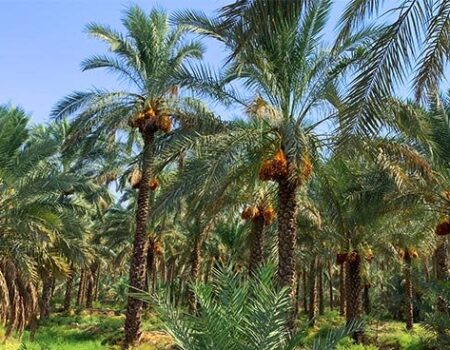 این درخت مانند انسان عاشق می‌شود