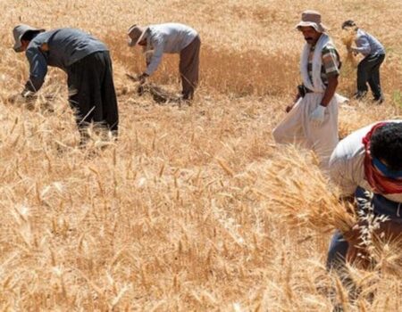 ۲۰ هزار میلیارد تومان به حساب گندم‌کاران واریز شد / بخشی از مطالبات گندم واریز شد