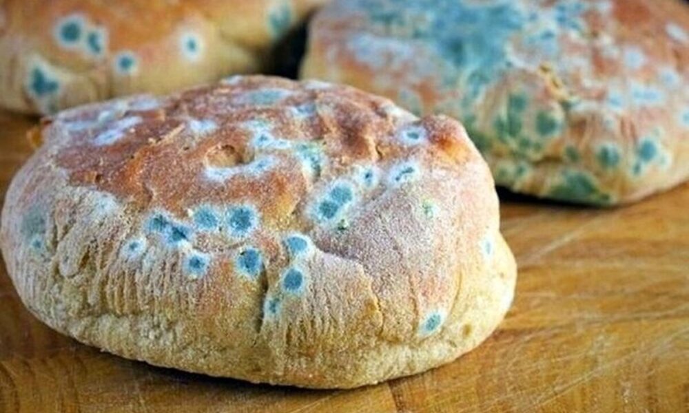 نتایج یک مطالعه جدید درباره کپک خانگی همه را غافلگیر کرد!