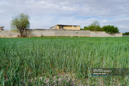 پرداخت مطالبات گندم‌کاران حیاتی است/ رشد بخش کشاورزی به ۳.۲ درصد رسید