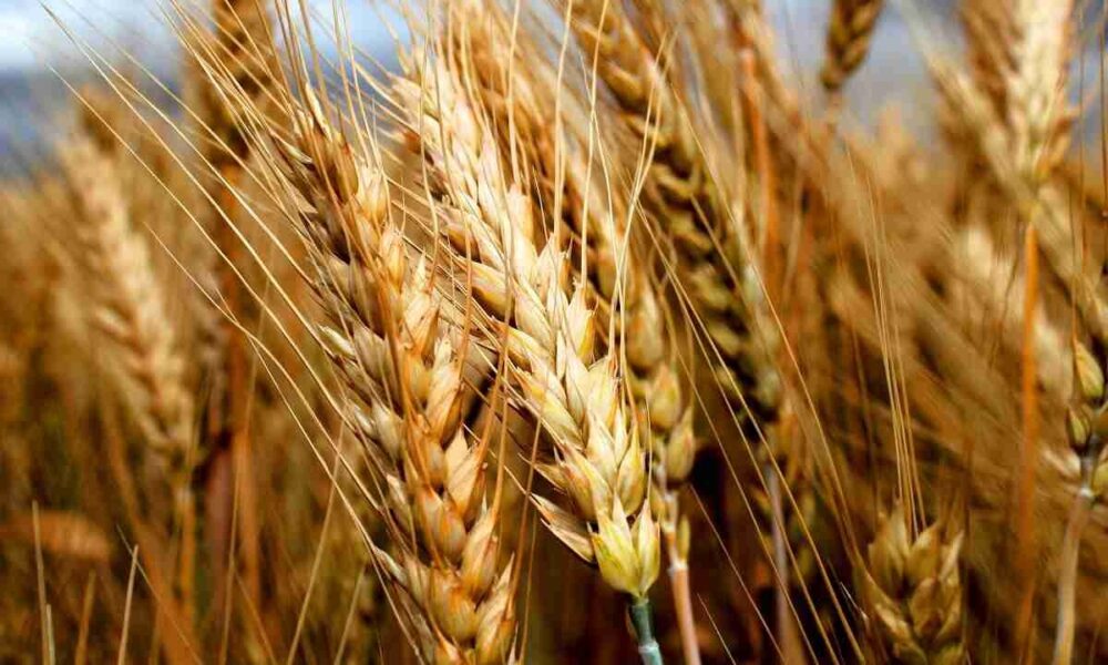 پرداخت ۴۴ درصد مطالبات گندم‌کاران تا تیر ۱۴۰۴ / خرید تضمینی ۷.۲ میلیون تن گندم