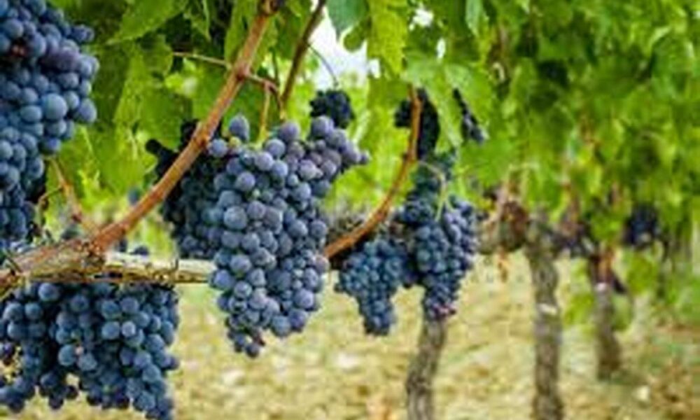 این میوه داروی طبیعی برای کاهش فشار خون است