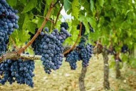 این میوه داروی طبیعی برای کاهش فشار خون است