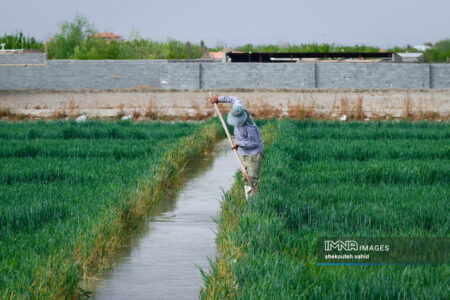 حجم آب مصرفی بخش کشاورزی، حدود ۷۰ درصد از آب تجدیدپذیر کشور است