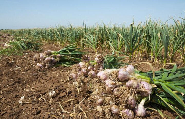 سیر ایران، طلای سفید کشاورزی با عطر و طعم جهانی