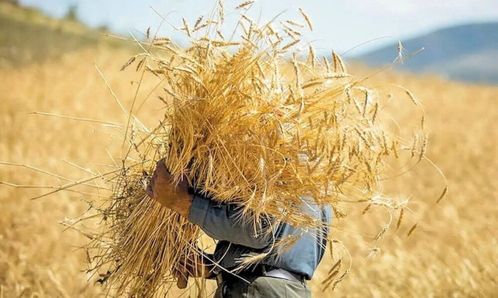 بیش از ۷.۶ میلیون تن گندم از کشاورزان خریداری شد