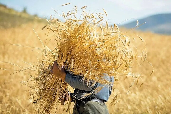 بیش از ۷.۶ میلیون تن گندم از کشاورزان خریداری شد