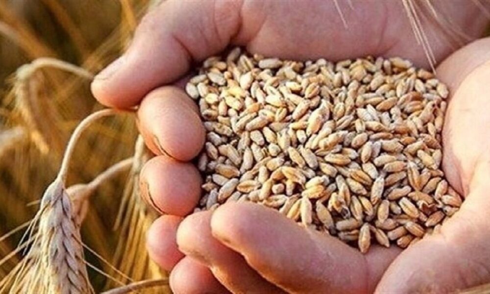 هوشمندسازی زنجیره تأمین بذر و نهال؛ گامی مهم در افزایش امنیت غذایی کشور
