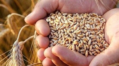 هوشمندسازی زنجیره تأمین بذر و نهال؛ گامی مهم در افزایش امنیت غذایی کشور