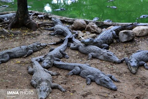 ثبت تولد ۷۰ سر نوزاد گاندو برای نخستینبار در ایران