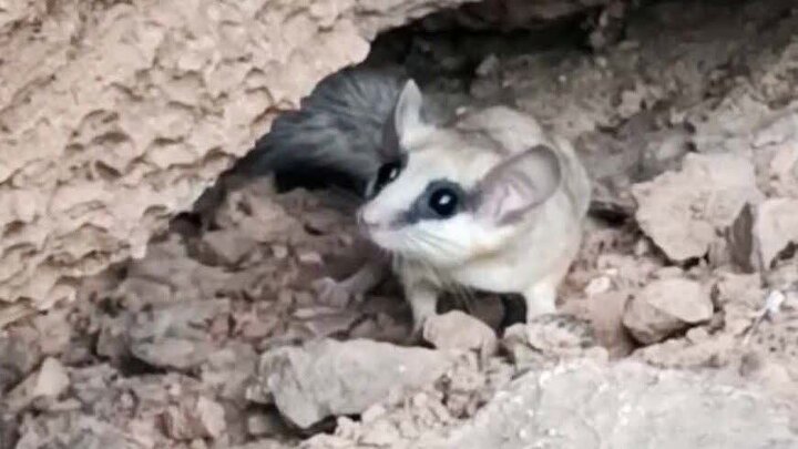 اولین ثبت تصویر سنجابک درختی در حیات وحش عباسآباد