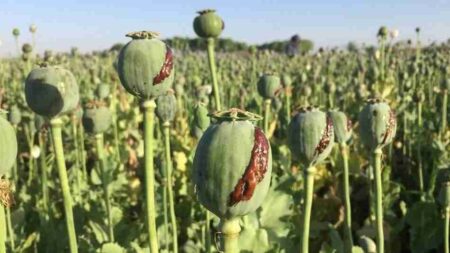 قوانین کشت خشخاش در کشور تغییر می‌کند؟