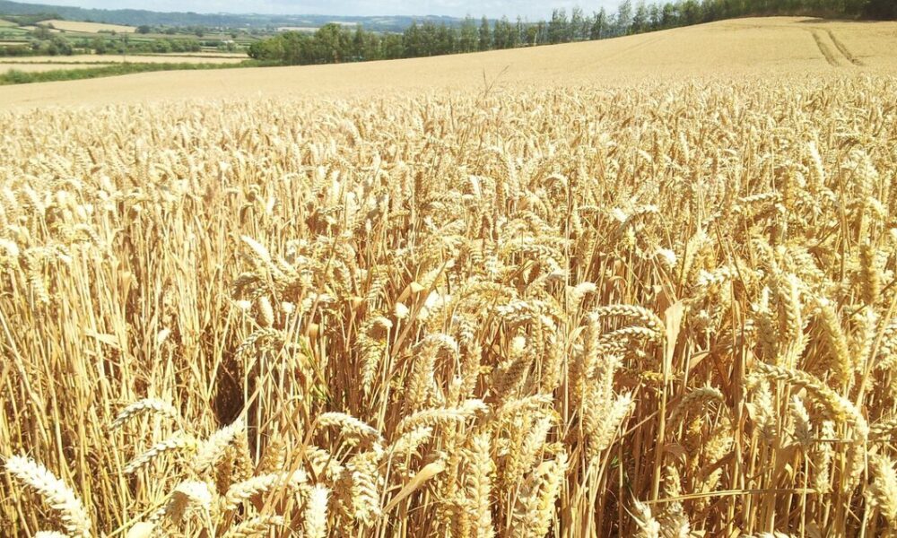 تأکید بر پرداخت سریع مطالبات گندمکاران برای حفظ امنیت غذایی و انگیزه کشاورزان
