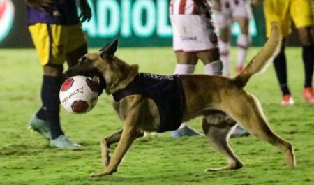 پلیس تاجیکستان با سگ به ورزشگاه آمد +ویدیو