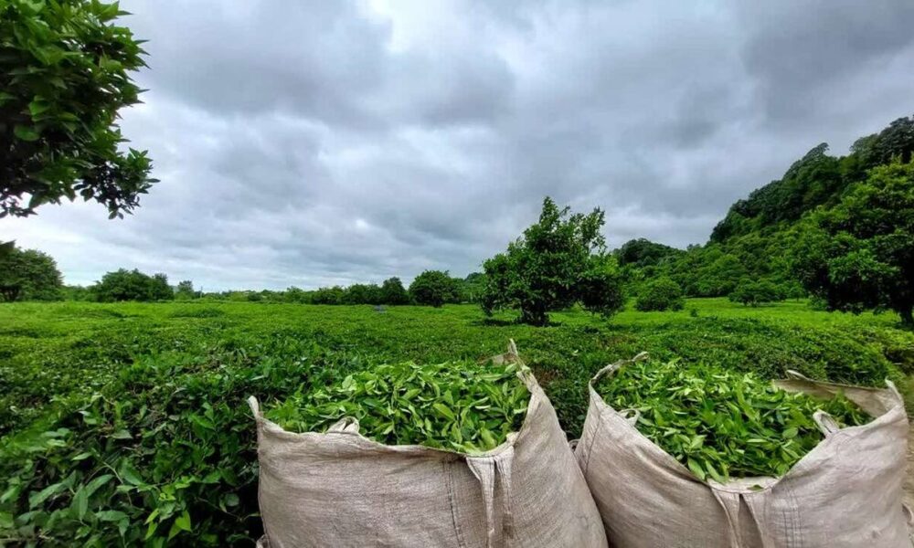 ۷۱ درصد مطالبات چایکاران پرداخت شد ۷۱ درصد مطالبات چایکاران پرداخت شد