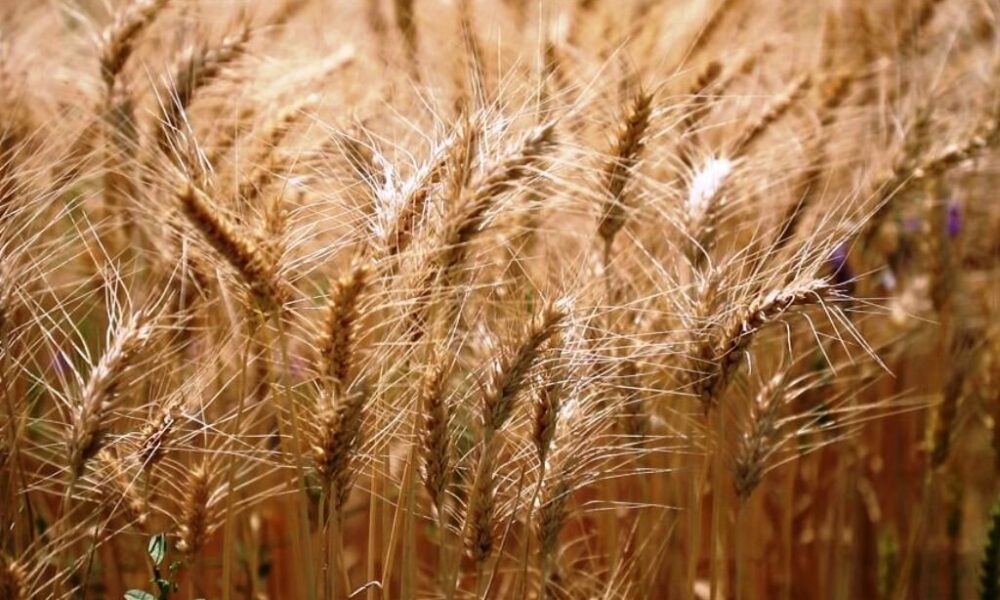 لزوم تعیین قیمت تضمینی عادلانه برای گندم در سال زراعی جدید