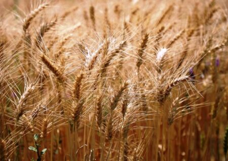 لزوم تعیین قیمت تضمینی عادلانه برای گندم در سال زراعی جدید