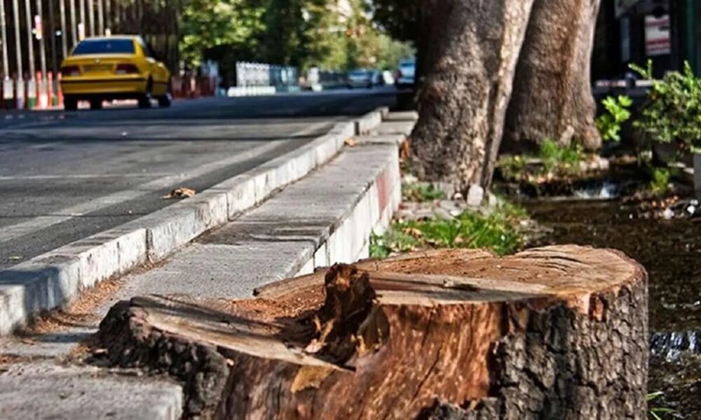 درختان این خیابان معروف را با ترزیق ماده‌ای عجیب از پا درآوردند!