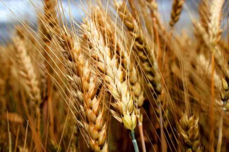 قیمت تضمینی گندم به زودی تعیین می‌شود