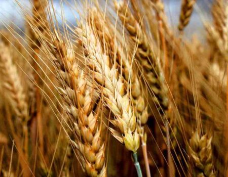 قیمت تضمینی گندم به زودی تعیین می‌شود